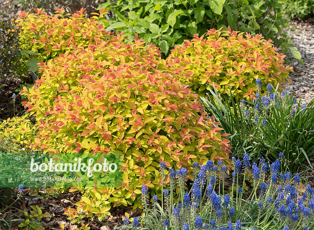 675373 - Spirée du Japon (Spiraea japonica 'Double Play Big Bang')
