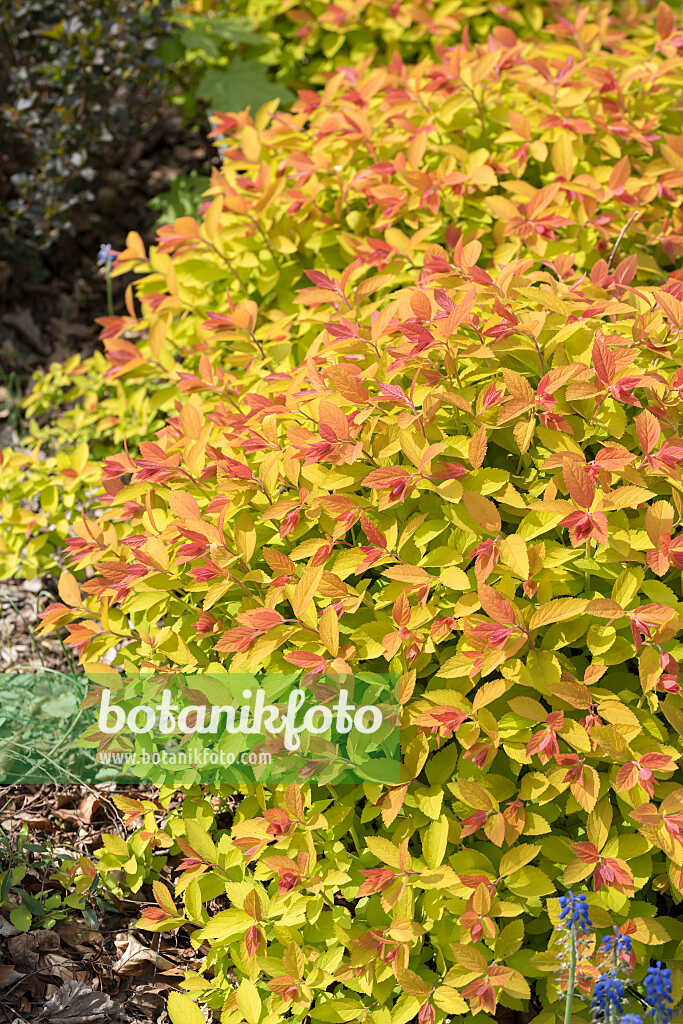 675374 - Spirée du Japon (Spiraea japonica 'Double Play Big Bang')