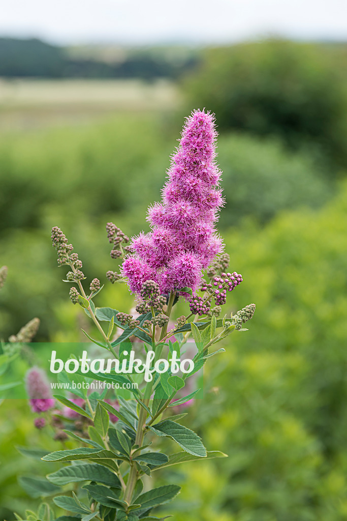 651536 - Spirée (Spiraea x billardii 'Triumphans')