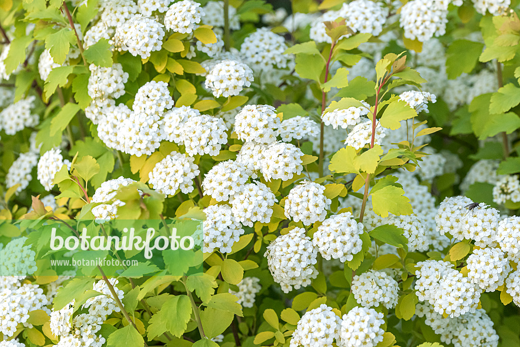 638353 - Spirée (Spiraea x vanhouttei 'Gold Fountain')