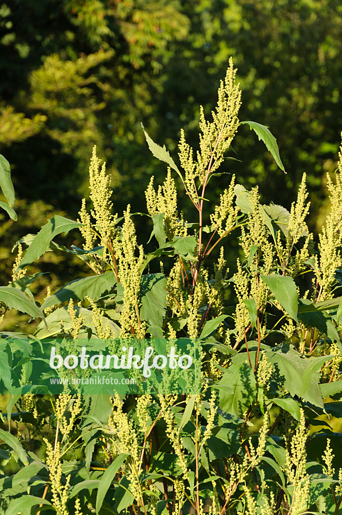 488018 - Spitzklettenblättriges Schlagkraut (Iva xanthiifolia)