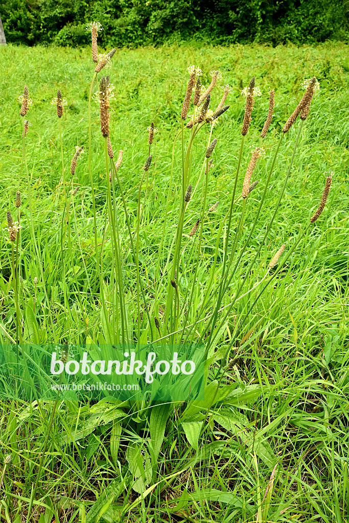 558272 - Spitzwegerich (Plantago lanceolata)