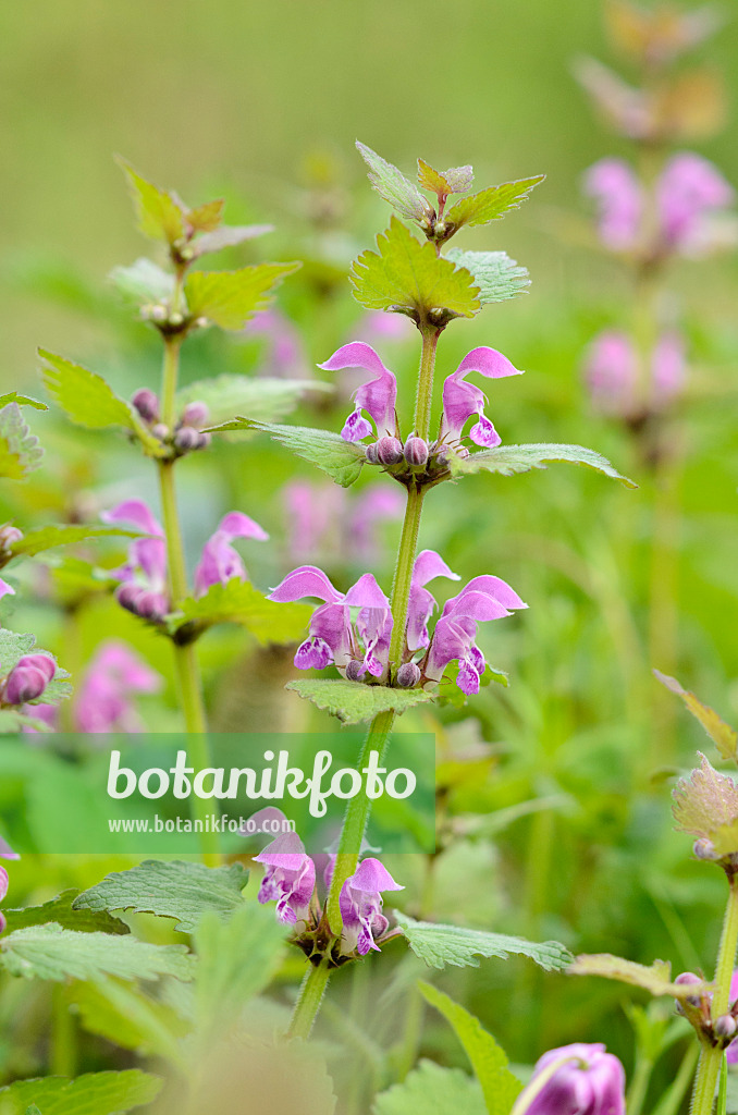 520019 - Spotted dead nettle (Lamium maculatum)