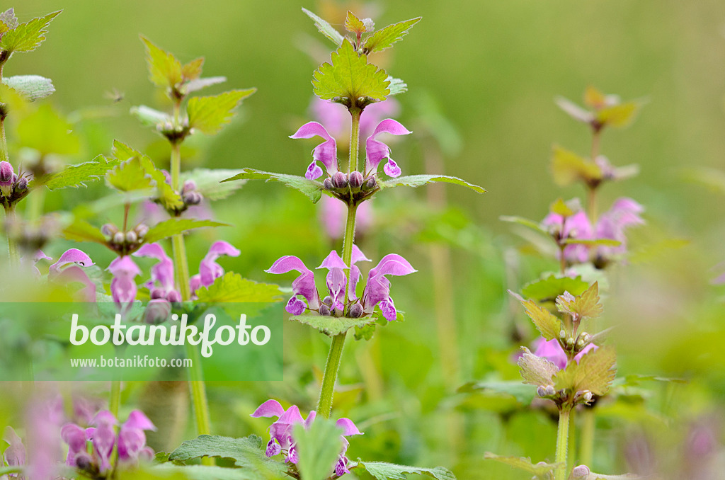 520020 - Spotted dead nettle (Lamium maculatum)