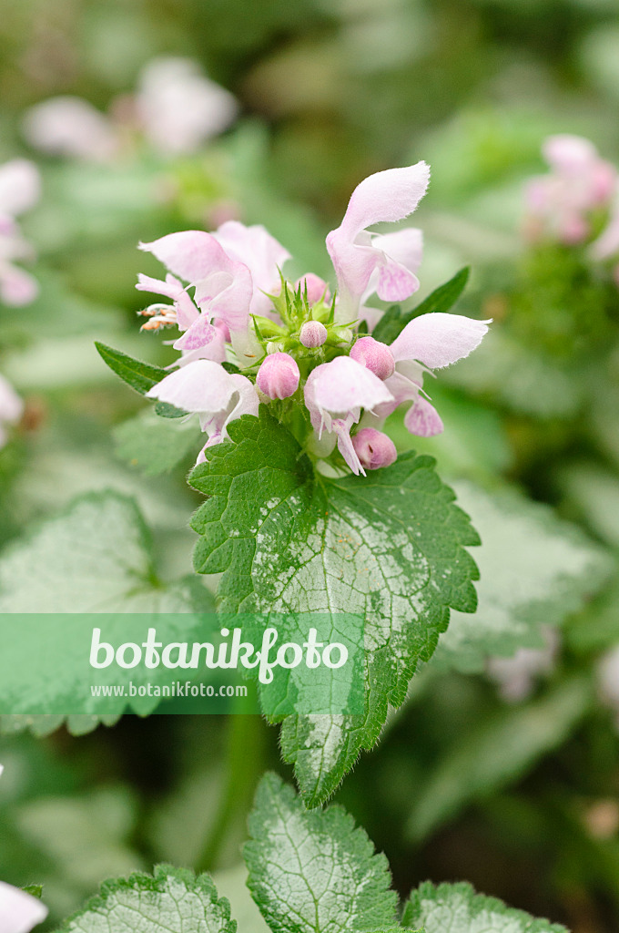 474494 - Spotted dead nettle (Lamium maculatum 'Pink Chablis')