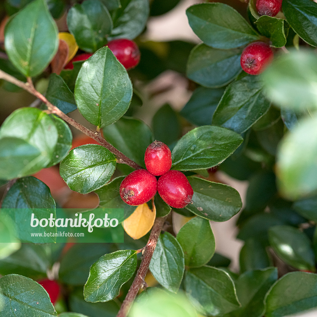 616199 - Spreading cotoneaster (Cotoneaster divaricatus)