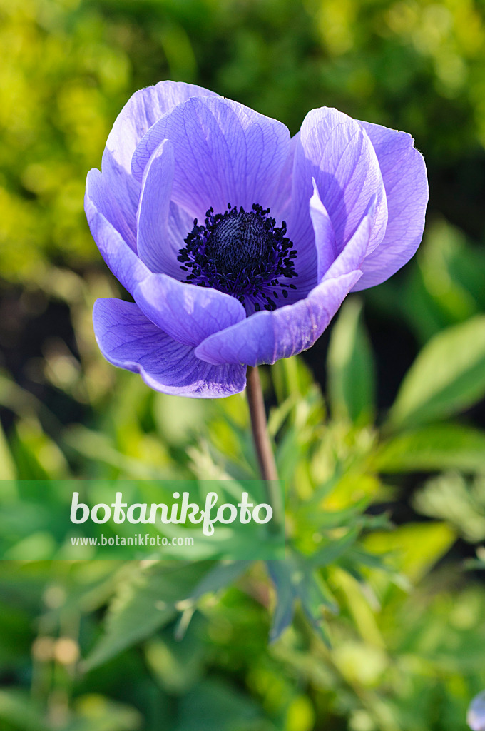 473227 - Spring anemone (Anemone coronaria 'Animo Blue')