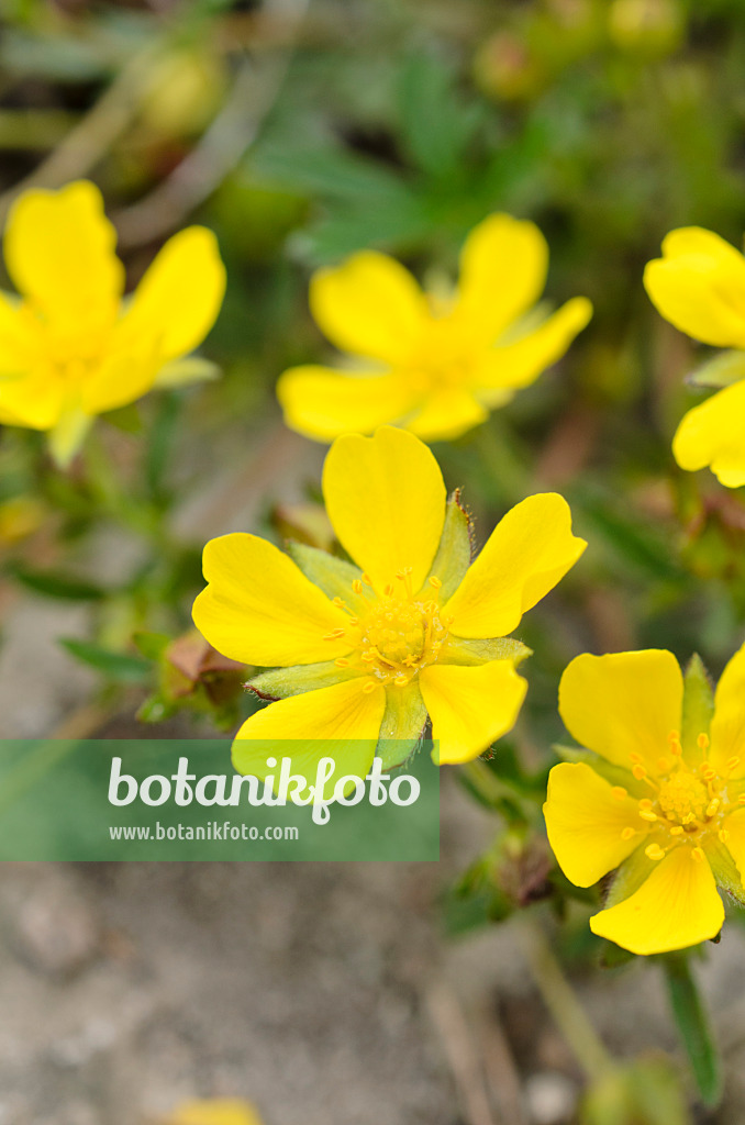 507171 - Spring cinquefoil (Potentilla neumanniana syn. Potentilla tabernaemontani)