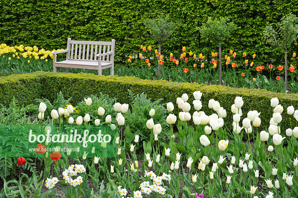 471190 - Spring garden with tulips (Tulipa)