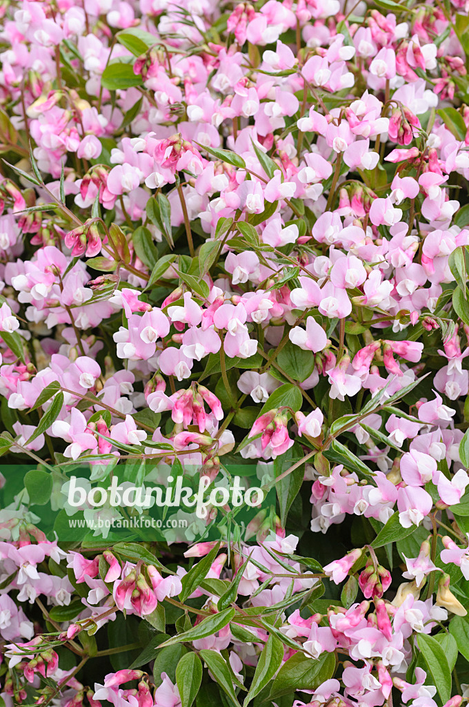 471198 - Spring pea (Lathyrus vernus 'Alboroseus')