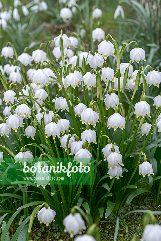 651364 - Spring snowflake (Leucojum vernum)