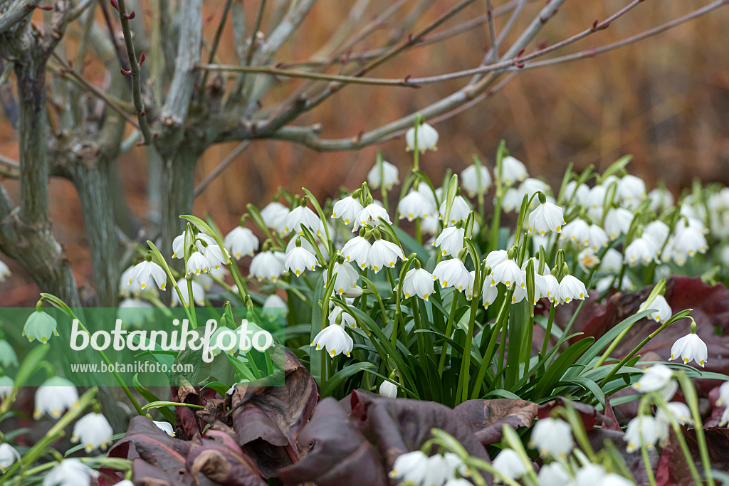 625246 - Spring snowflake (Leucojum vernum var. carpathicum)