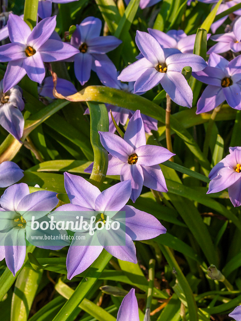 412016 - Spring starflower (Ipheion uniflorum)