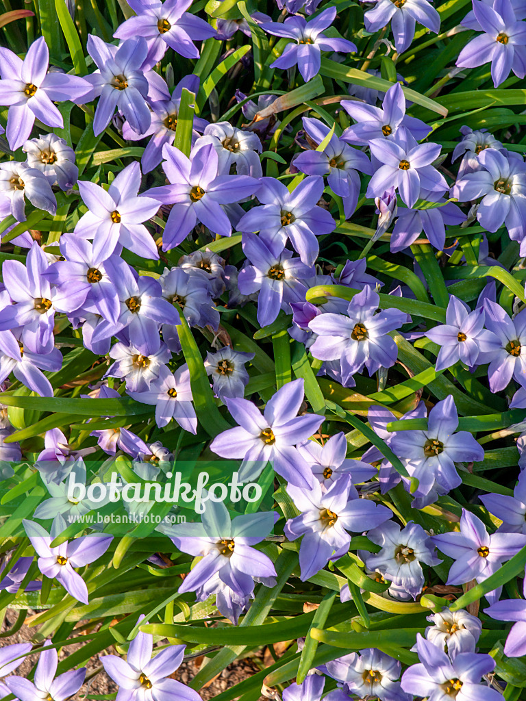 424121 - Spring starflower (Ipheion uniflorum)