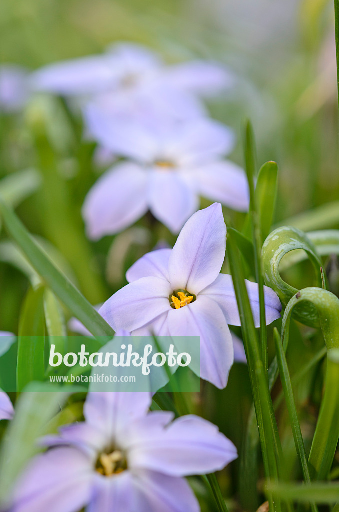 519079 - Spring starflower (Ipheion uniflorum)