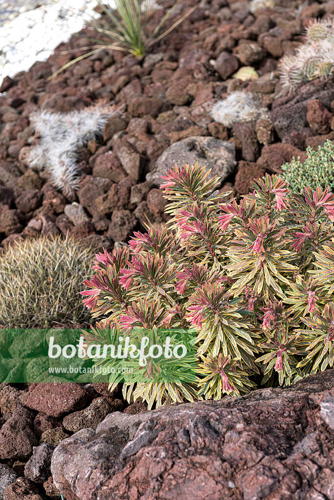 675030 - Spurge (Euphorbia amygdaloides 'Ascot Rainbow')