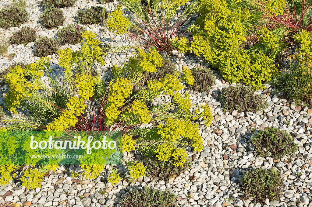 511002 - Spurge (Euphorbia) and common lavender (Lavandula angustifolia)