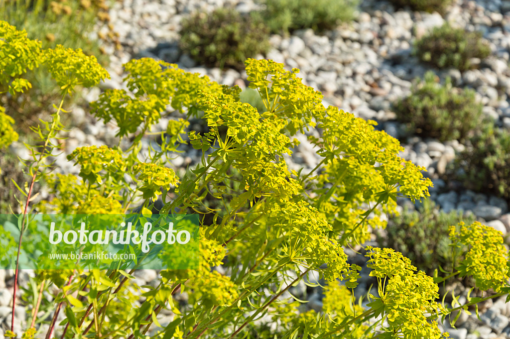 511004 - Spurge (Euphorbia) in a sunny gravel garden