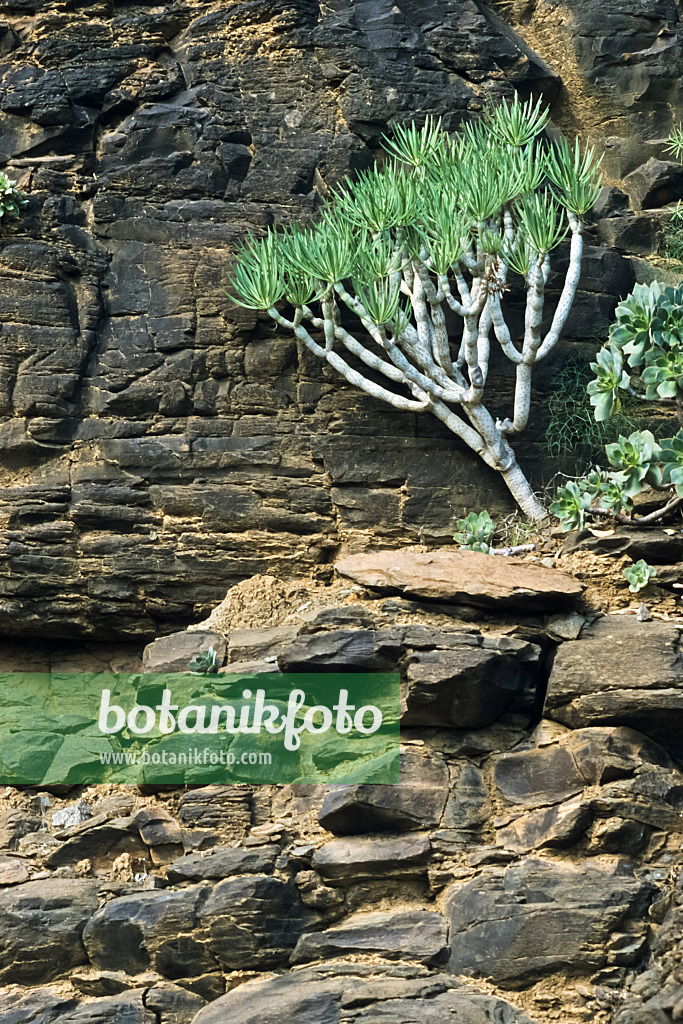 397105 - Spurge (Euphorbia), Pilancones Nature Reserve, Gran Canaria, Spain
