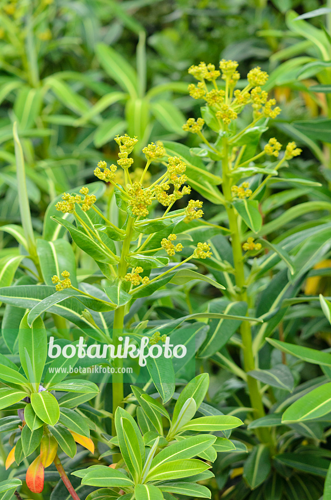 533459 - Spurge (Euphorbia stygiana)