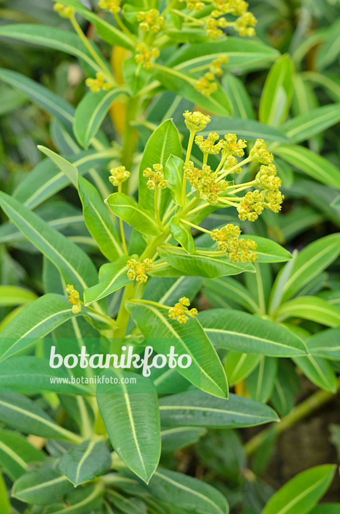 533460 - Spurge (Euphorbia stygiana)