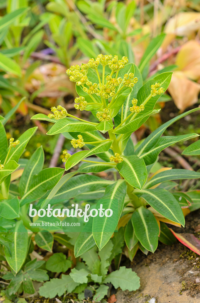 533461 - Spurge (Euphorbia stygiana)