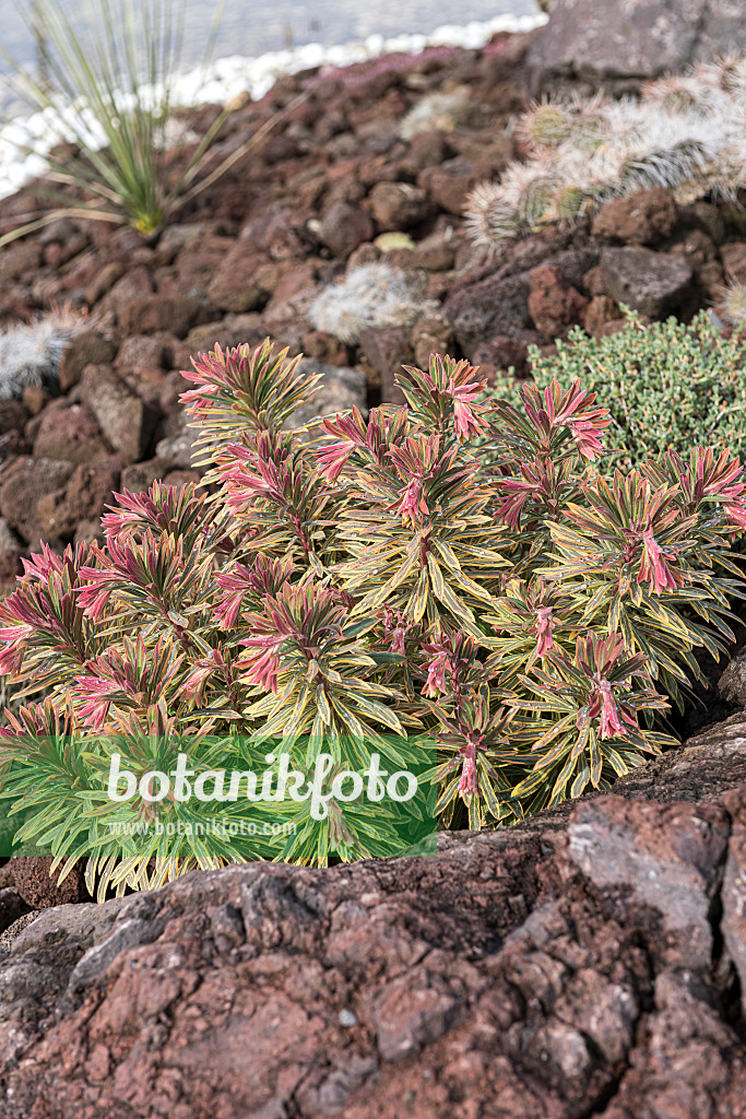616389 - Spurge (Euphorbia x martinii 'Ascot Rainbow')