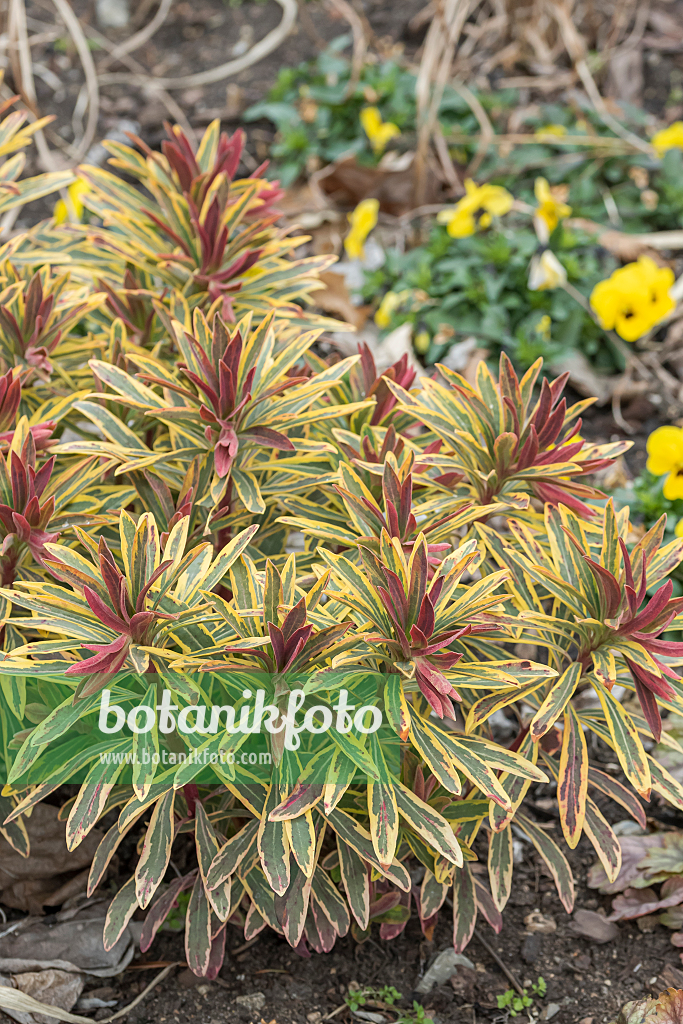 664144 - Spurge (Euphorbia x martinii 'Ascot Rainbow')