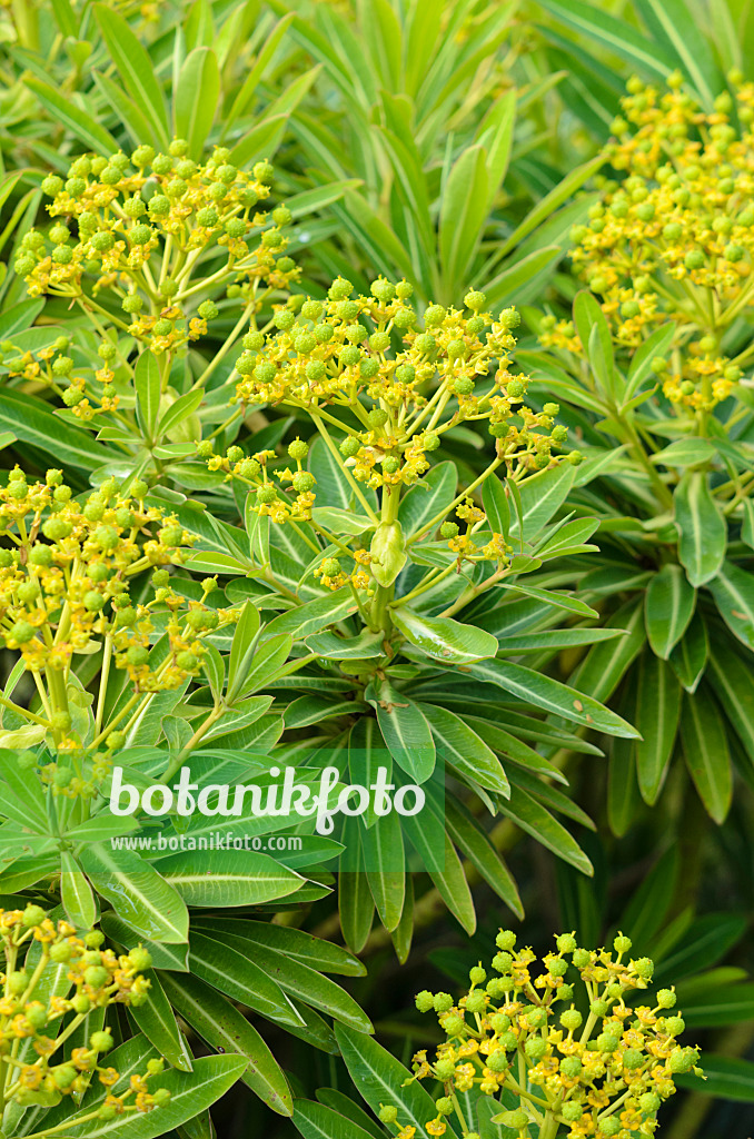533424 - Spurge (Euphorbia x pasteurii)