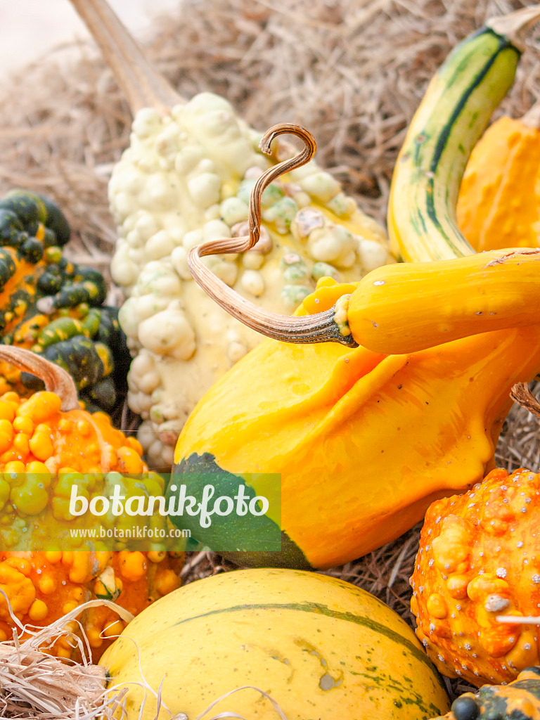 418014 - Squash (Cucurbita)