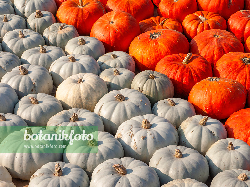 429168 - Squash (Cucurbita)