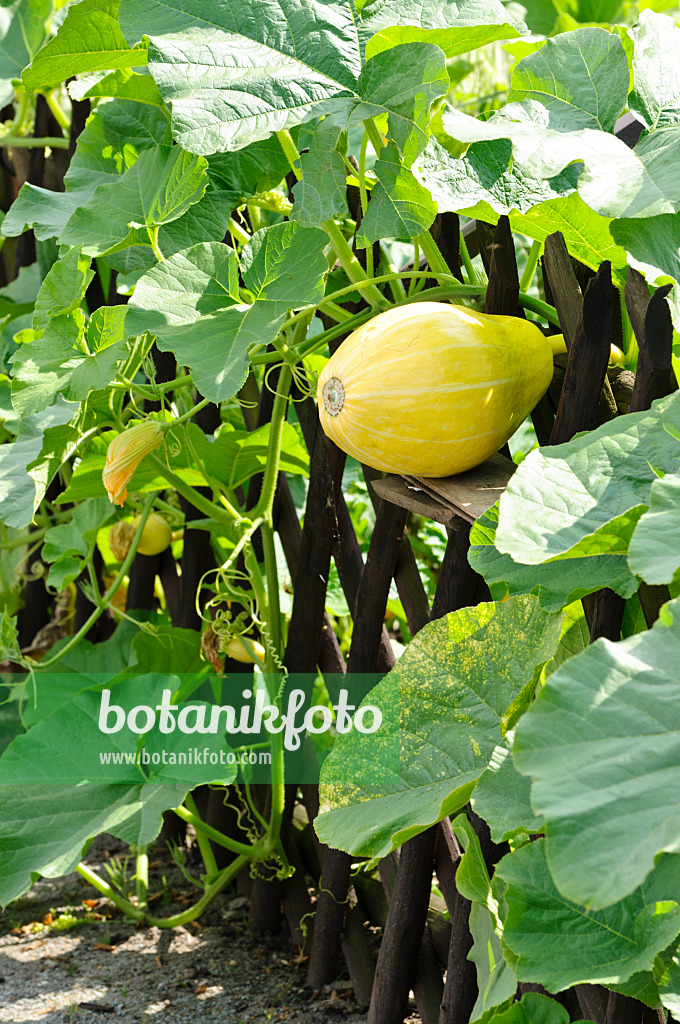 474321 - Squash (Cucurbita) growing in a fence