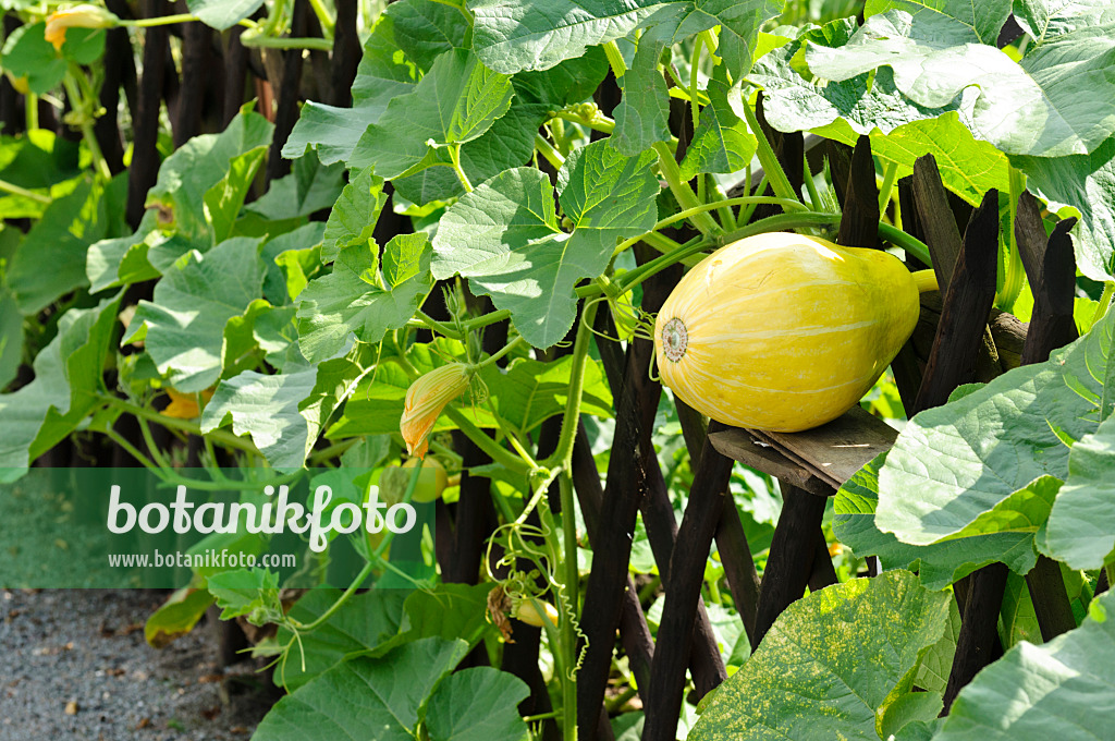 474322 - Squash (Cucurbita) growing in a fence