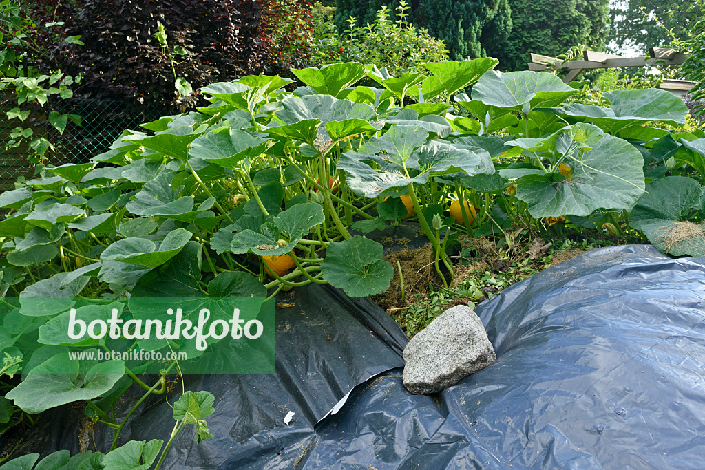 559098 - Squash (Cucurbita) on a compost bin covered by poly film