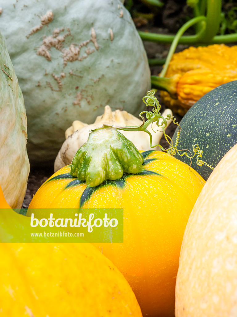462174 - Squashes (Cucurbita)