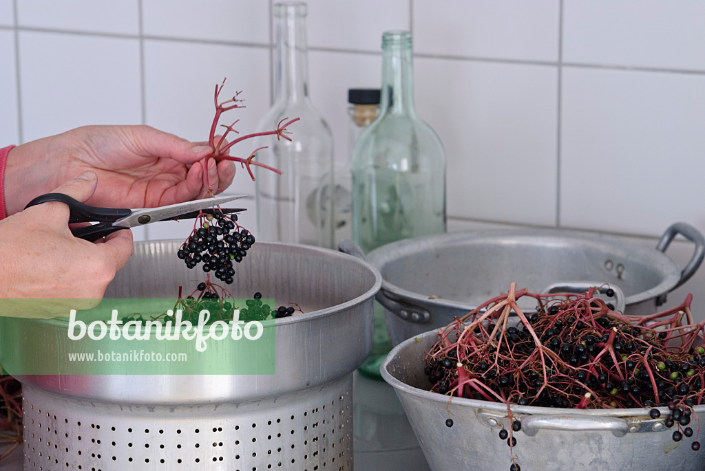 483039 - Squeezing elderberries