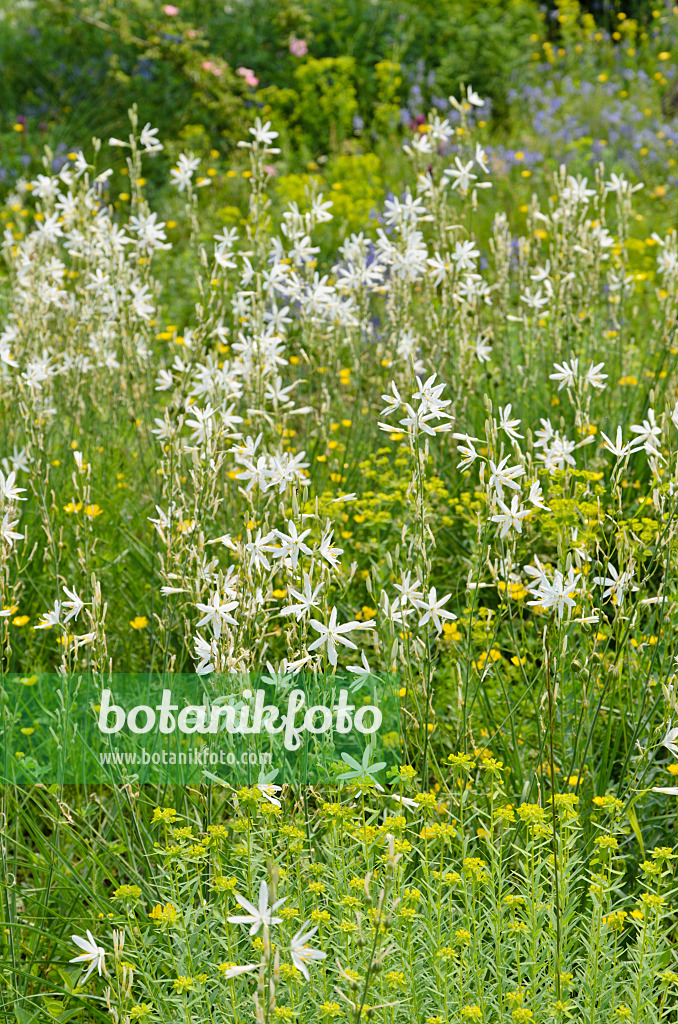508529 - St. Bernhard's lily (Anthericum liliago)
