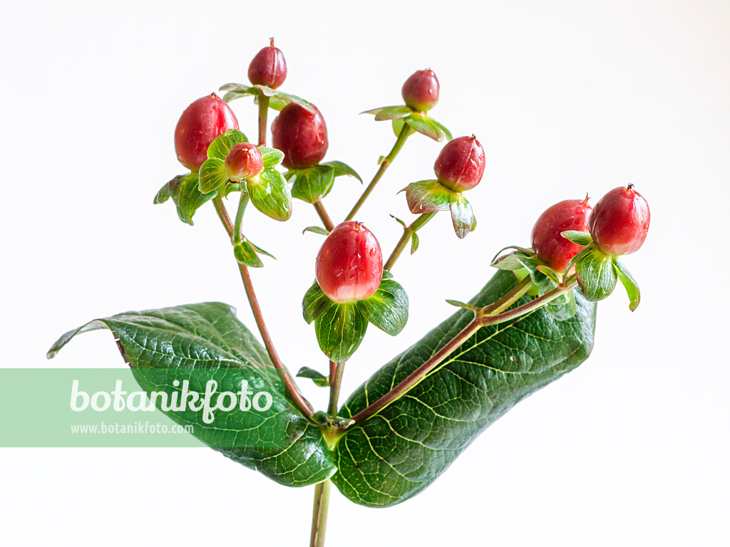 432147 - St. John's wort (Hypericum)