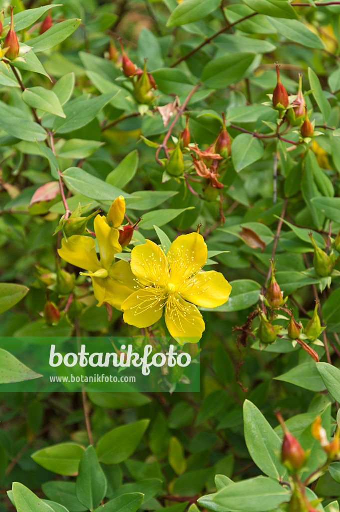 511300 - St. John's wort (Hypericum)