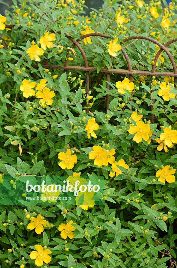 521222 - St. John's wort (Hypericum)