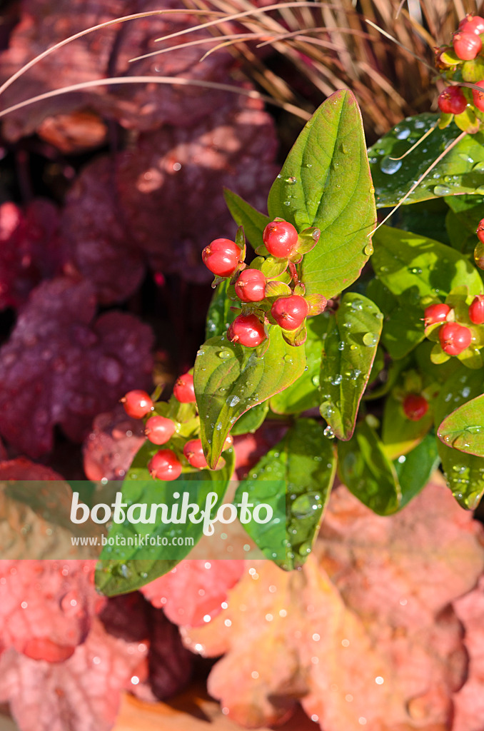 548033 - St. John's wort (Hypericum Magic Marbles Red) and alumroot (Heuchera)
