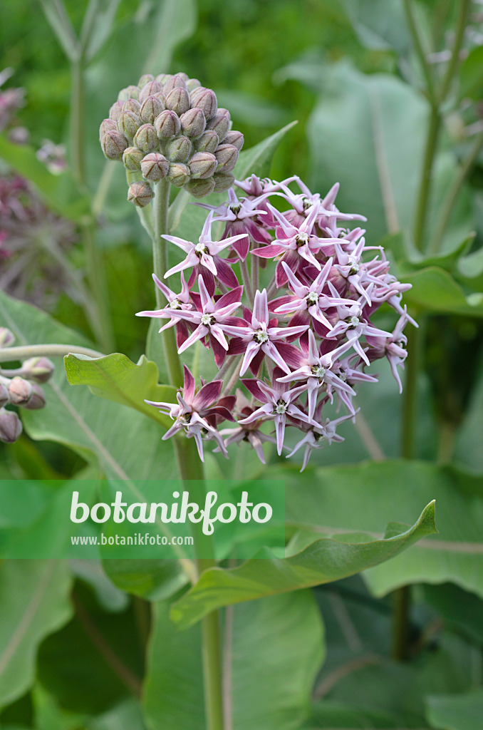497092 - Stachlige Seidenpflanze (Asclepias speciosa)