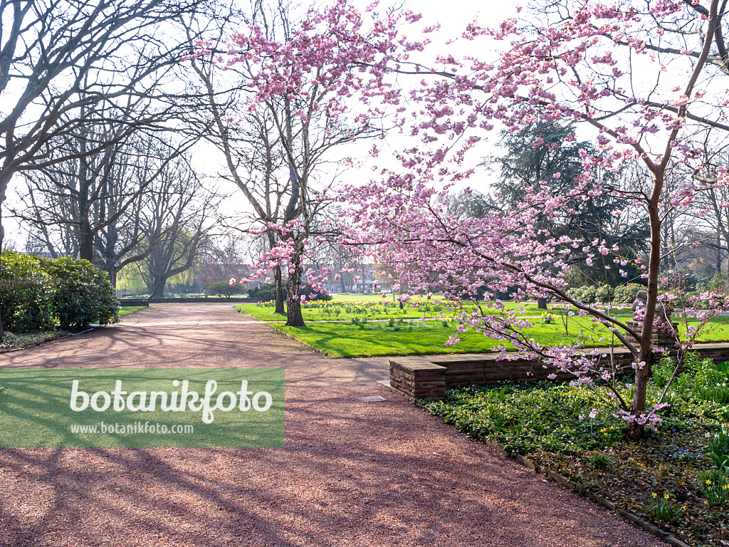 447061 - Stadtpark, Hanover, Germany