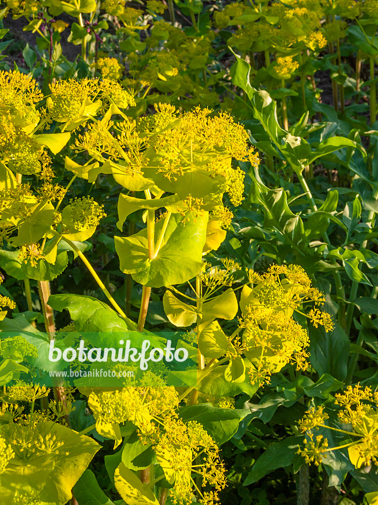 401274 - Stängelumfassende Gelbdolde (Smyrnium perfoliatum)