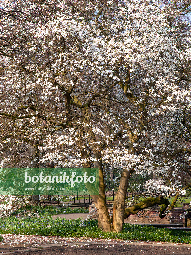 447059 - Star magnolia (Magnolia stellata)