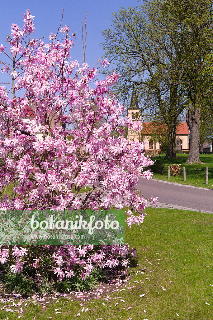 672061 - Star magnolia (Magnolia stellata 'Rosea')