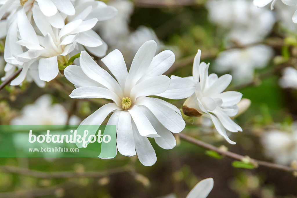 625257 - Star magnolia (Magnolia stellata 'Royal Star')