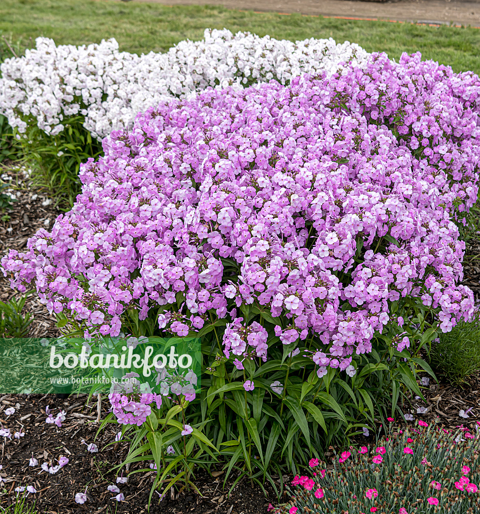 607169 - Staudenphlox (Phlox paniculata 'Fashionably Early Princess')