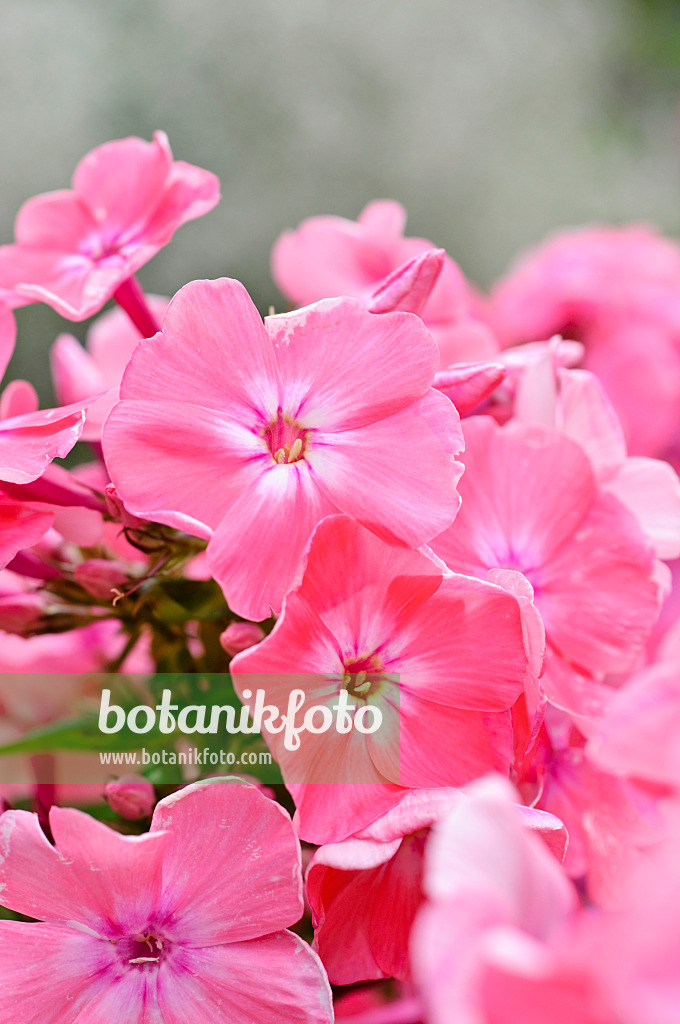 474166 - Staudenphlox (Phlox paniculata 'Lachsjuwel')