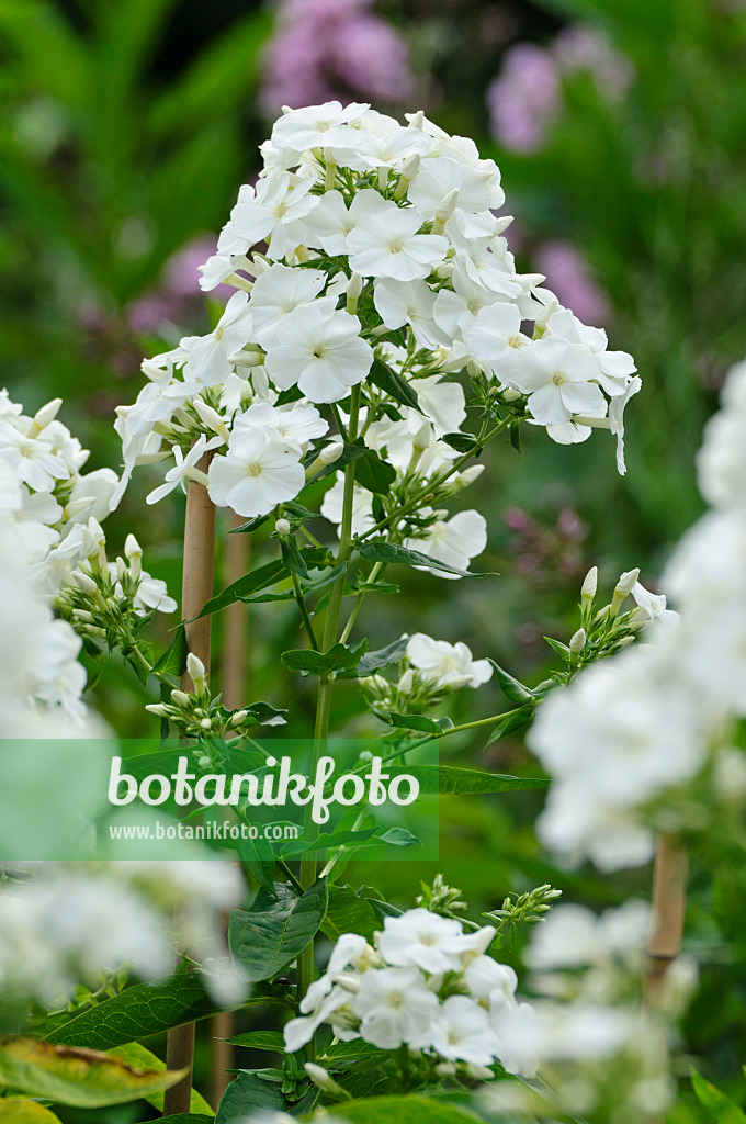 474013 - Staudenphlox (Phlox paniculata 'Monte Cristallo')